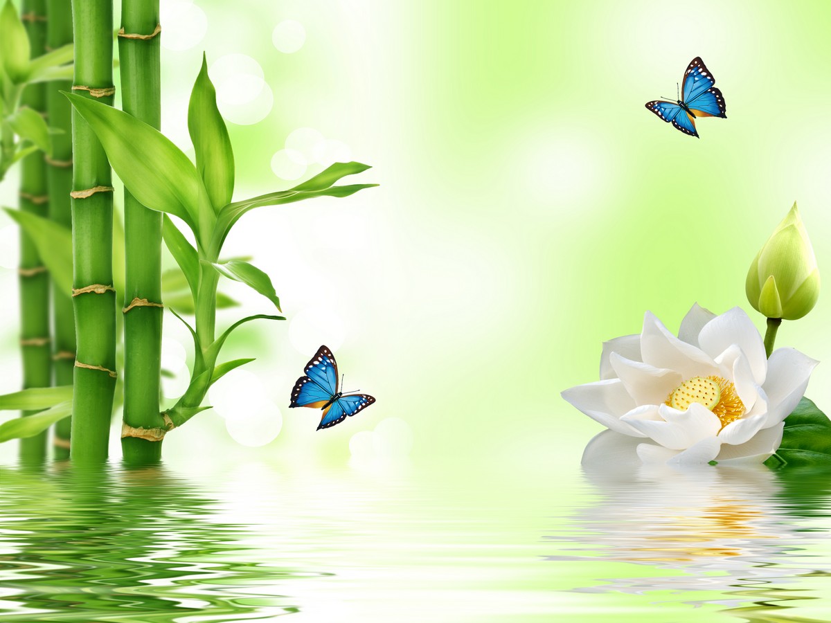 Водный лотос с бабочками